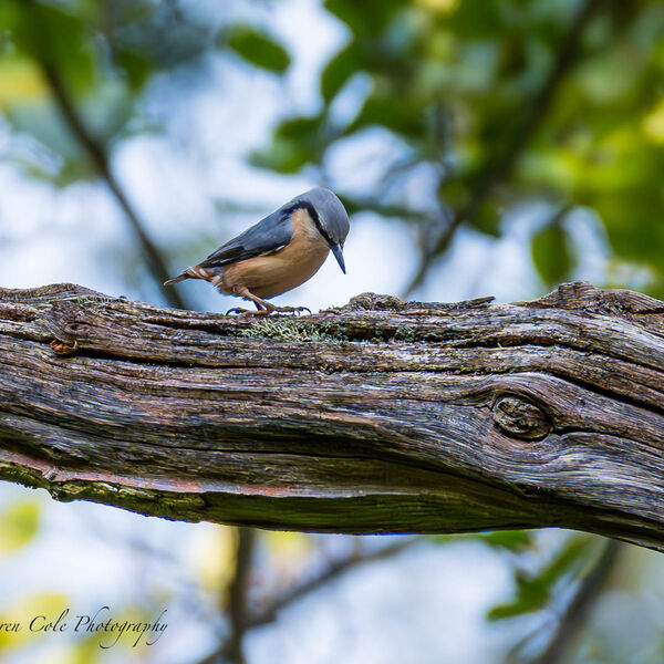 Nuthatch