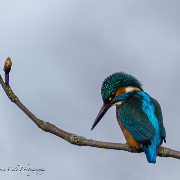 Kingfisher