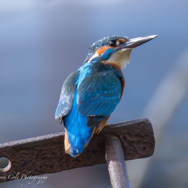 Kingfisher - spotted