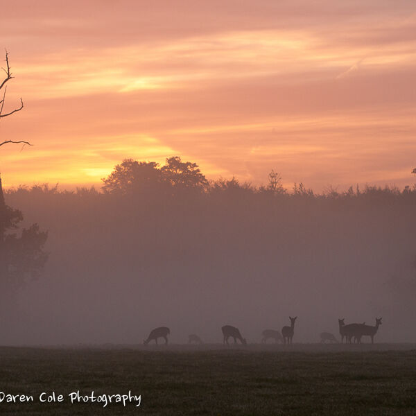 Sunrise , Mist , Deer