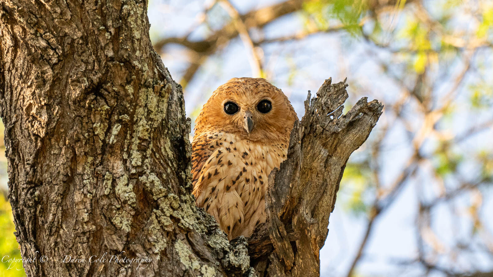 Pels Fishing Owl