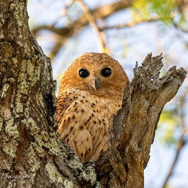 Pels Fishing Owl