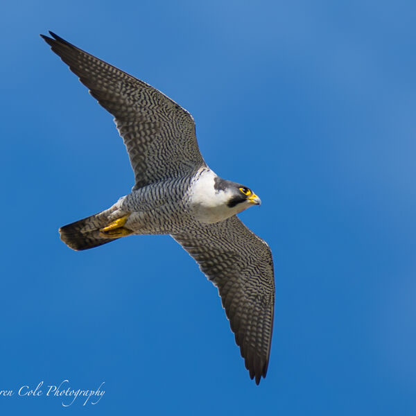Peregrine Falcon