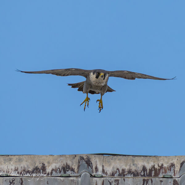 Peregrine Falcon