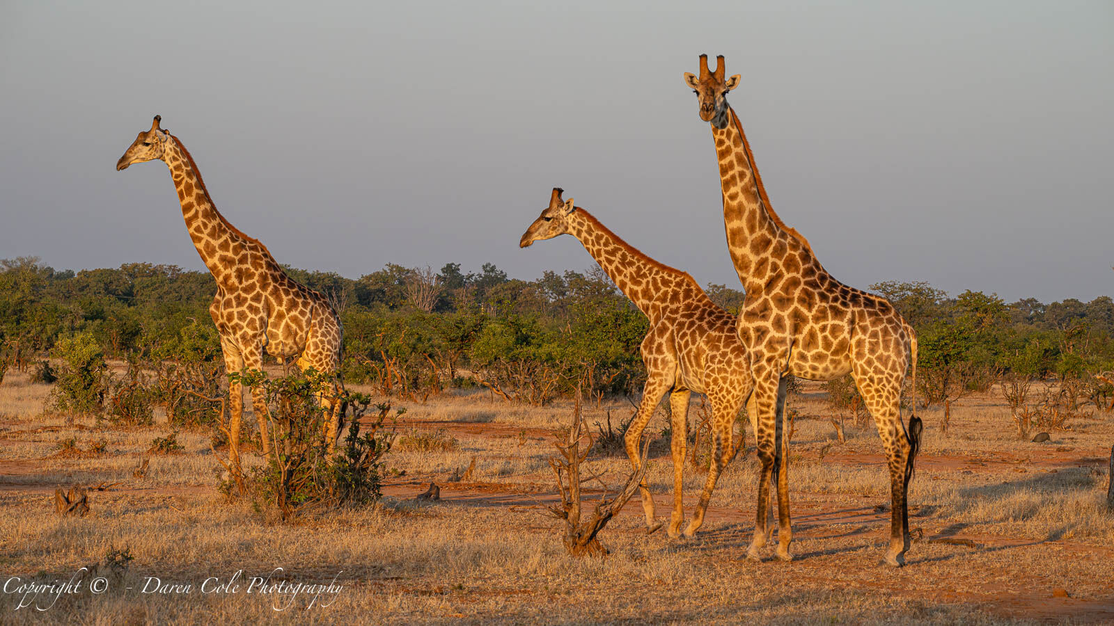 Giraffes