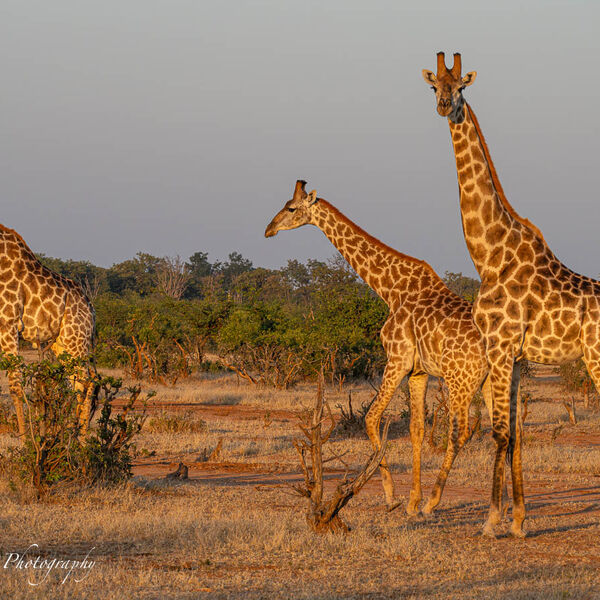 Giraffes