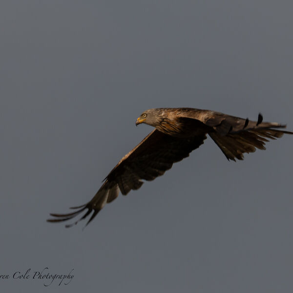 Red Kite Bird
