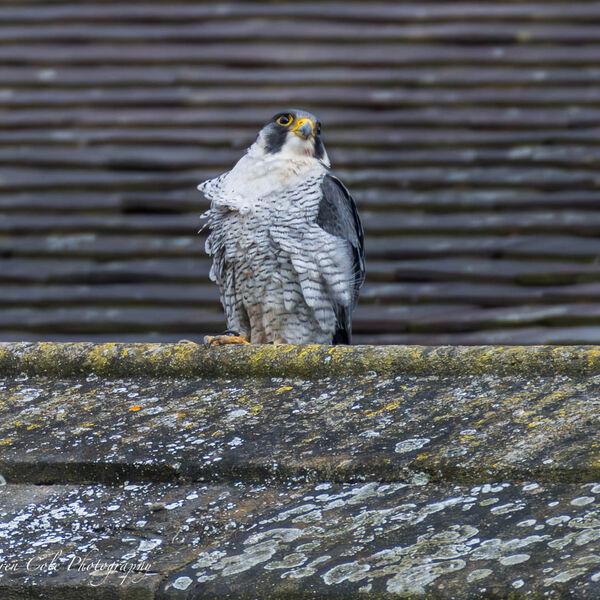 Peregrine Falcon