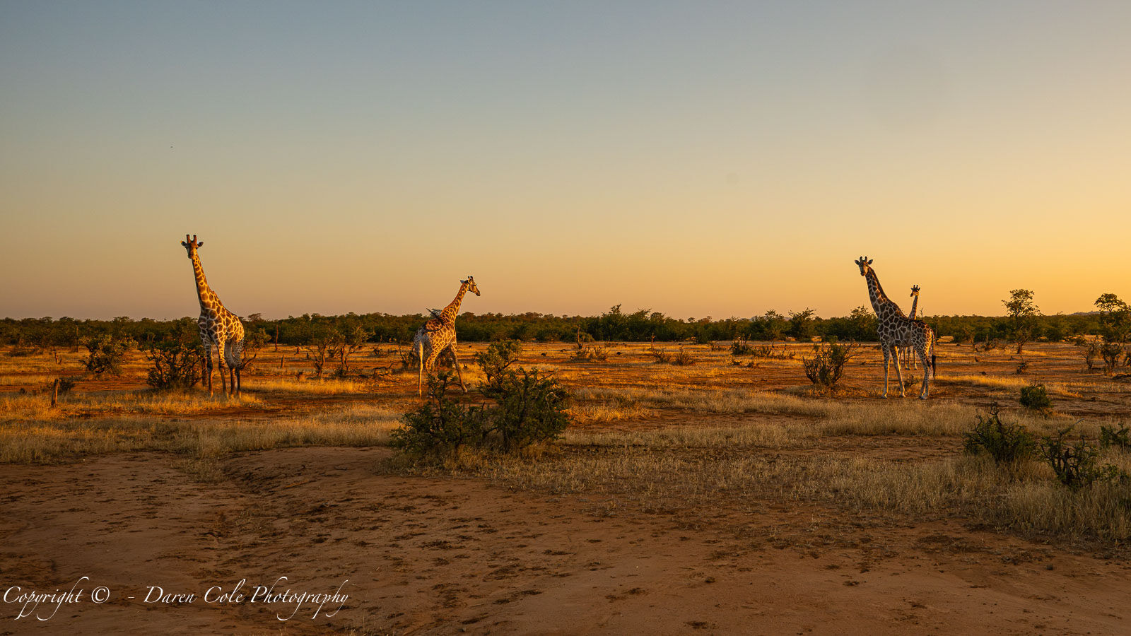 Giraffe