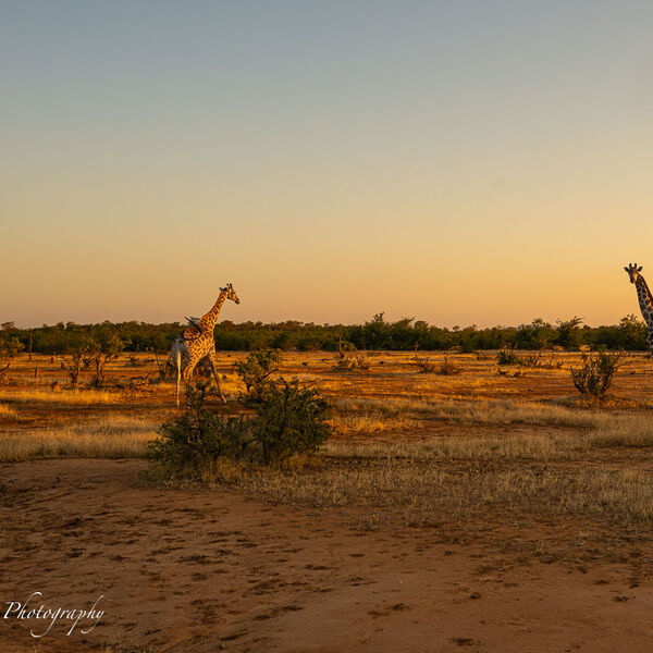 Giraffe