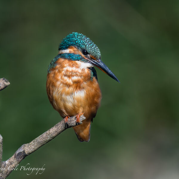 Kingfisher - Looking for breakfast