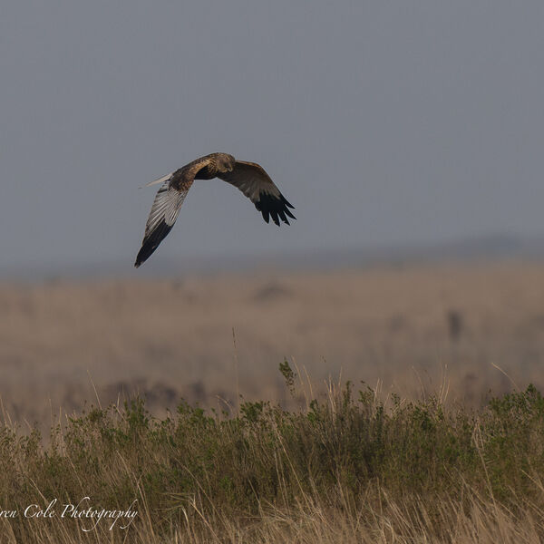 Marsh Harrier