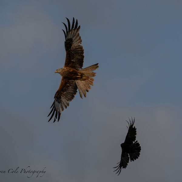 Red Kite Bird