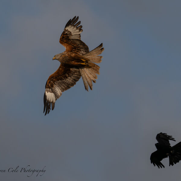 Red Kite Bird