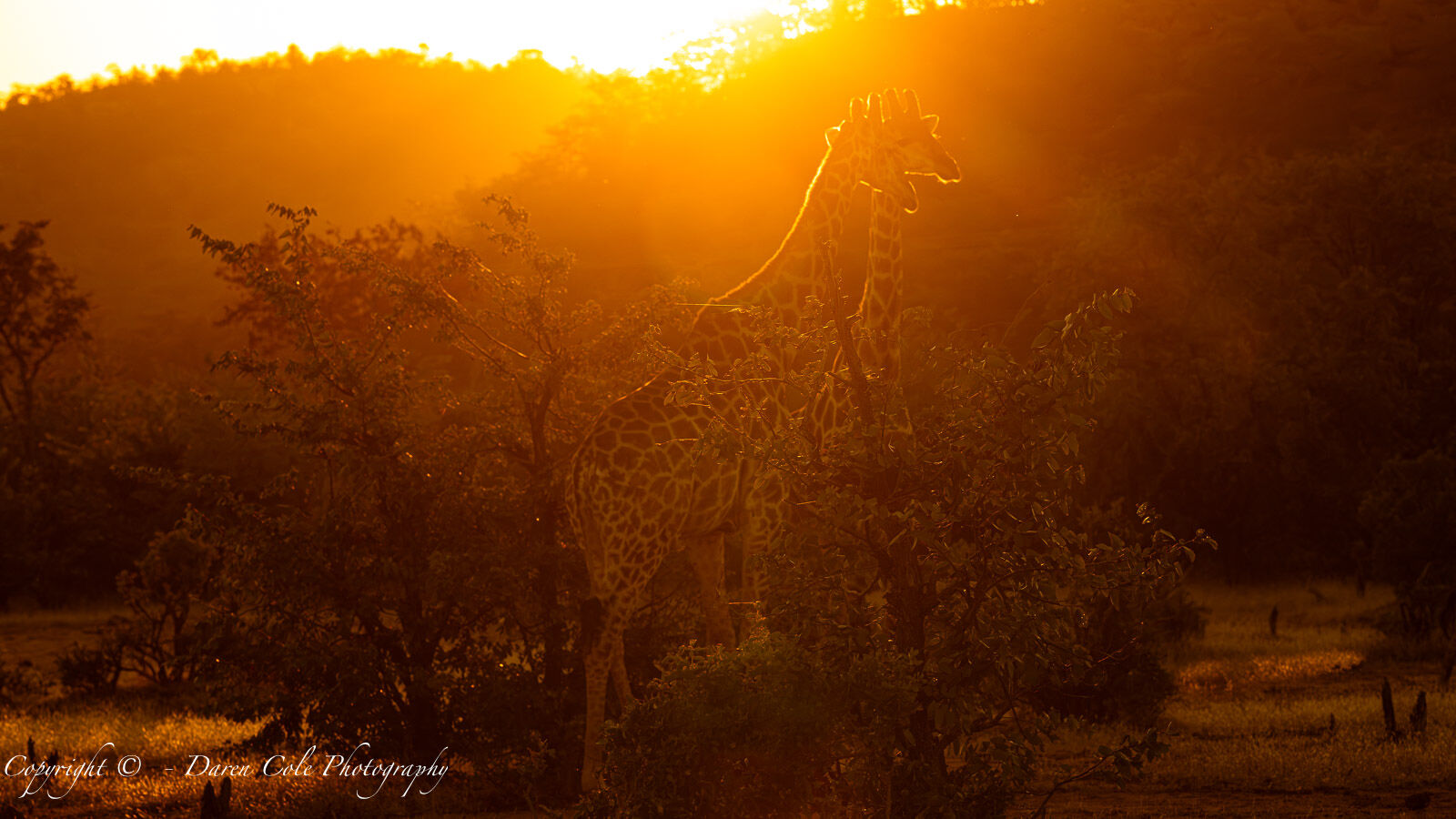 Giraffes sunset backlit