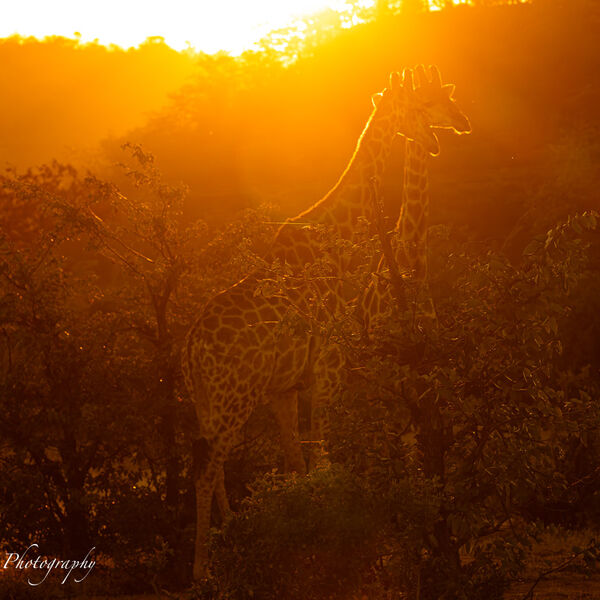 Giraffes sunset backlit