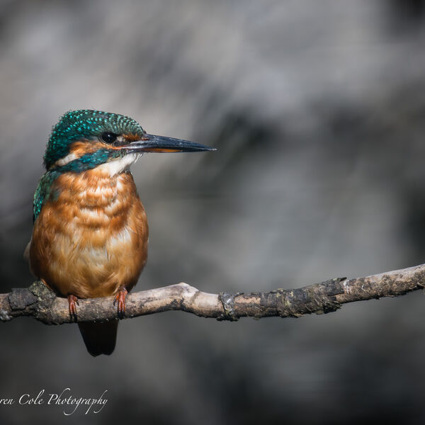 Kingfisher