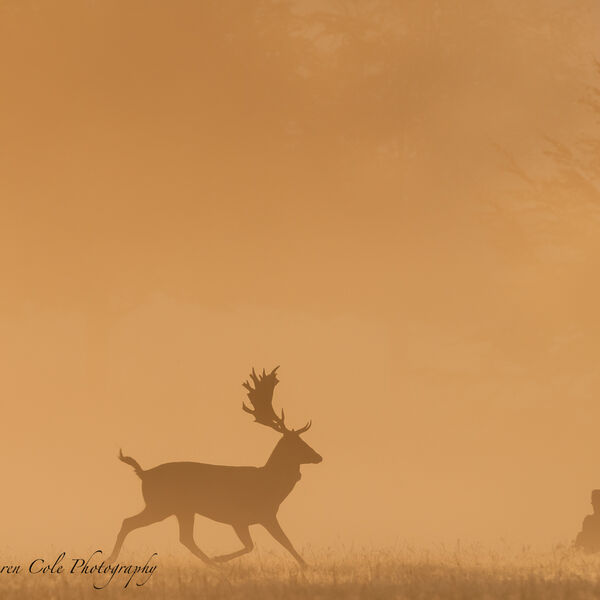 Stag Silhouette - Mist - Rut