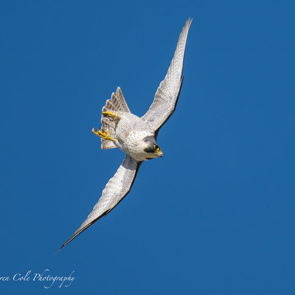 Peregrine Falcon Dive