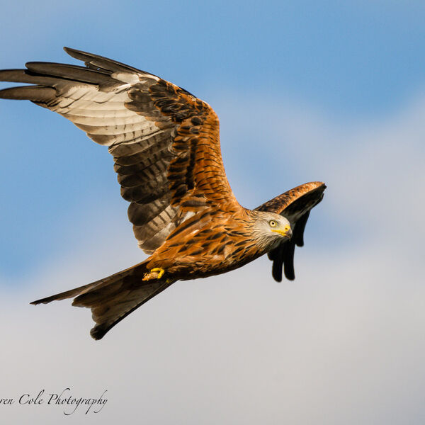 Red Kite Bird
