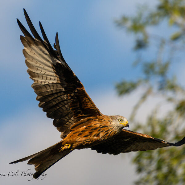Red Kite Bird