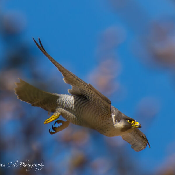 Peregrine Falcon