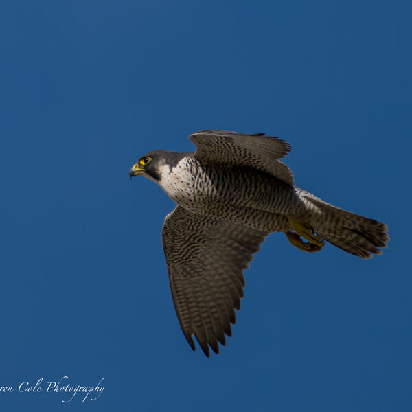 Peregrine Falcon