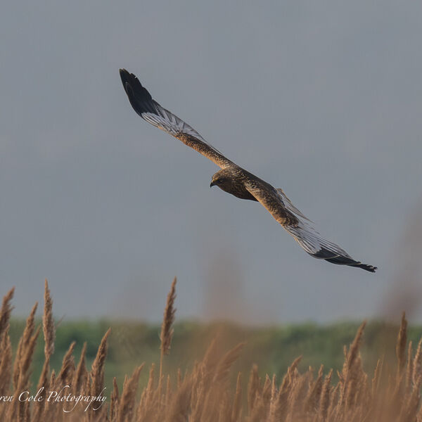 Marsh Harrier