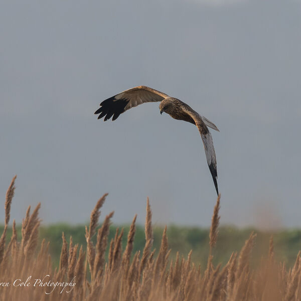 Marsh Harrier