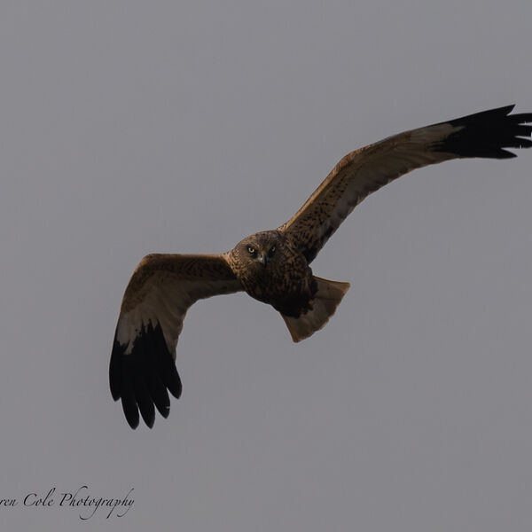 Marsh Harrier