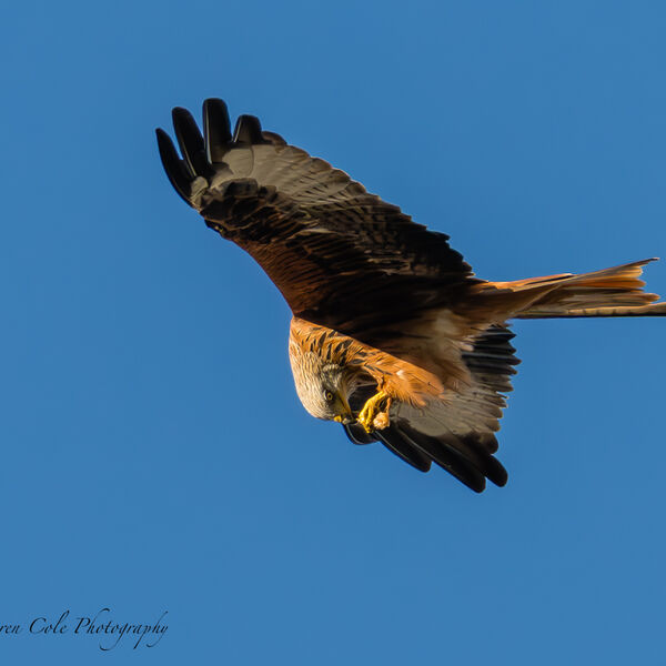 Red Kite Bird