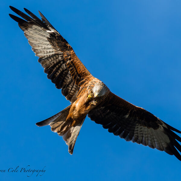 Red Kite Bird