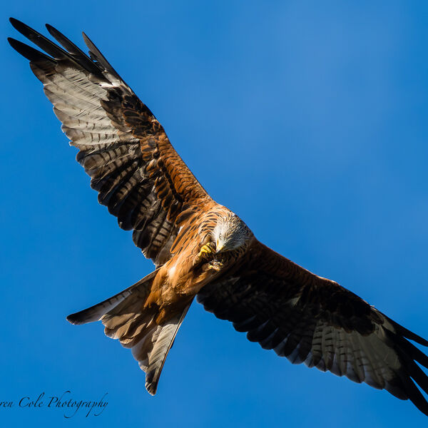 Red Kite Bird
