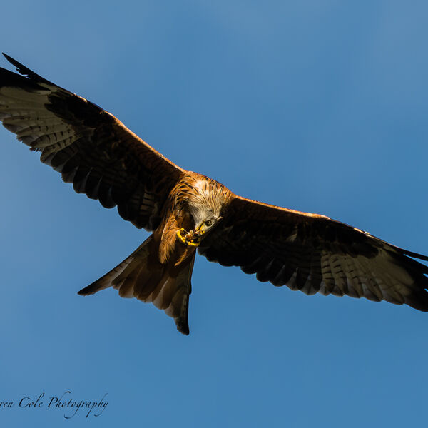 Red Kite Bird