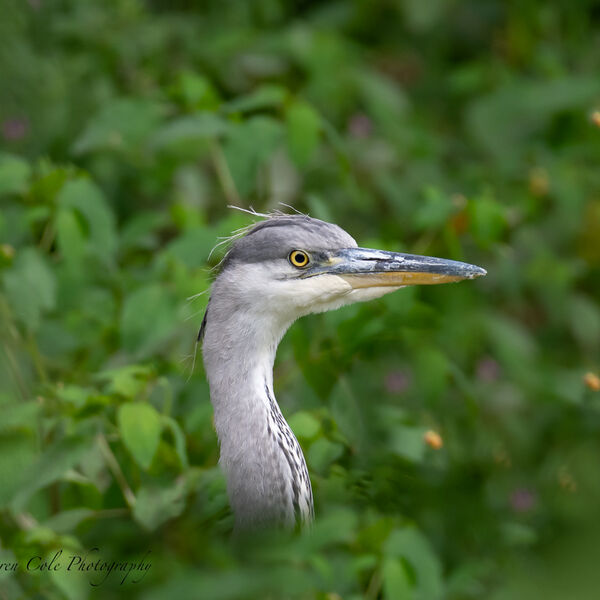 Grey Heron