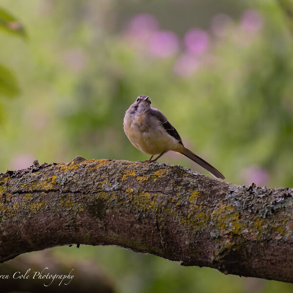 Grey wagtail on Tree