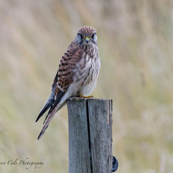 Kestrel on post