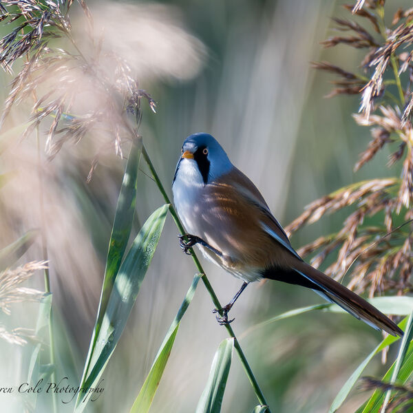 Bearded Tit in the reeds