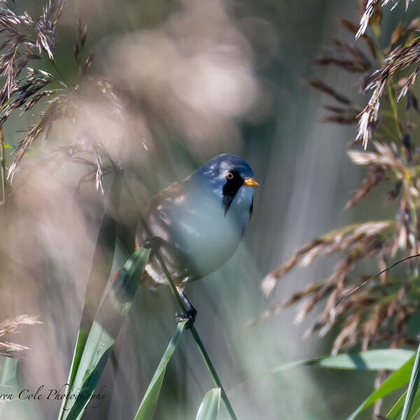 Bearded Tit in the reeds