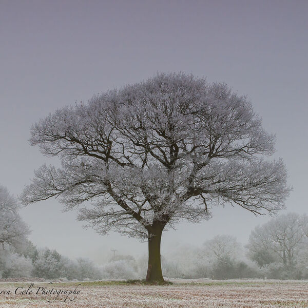 Lone Tree Hoare Frost
