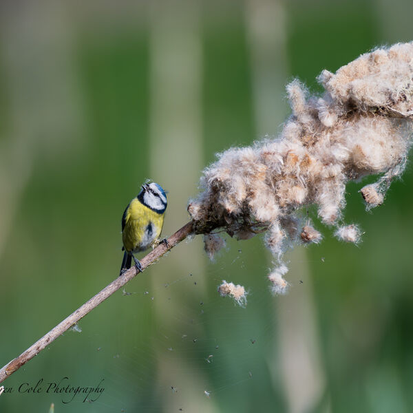 Blue tit on a bullrush