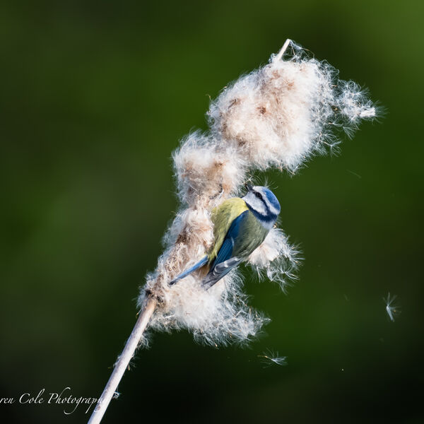 Blue Tit on a Bullrush
