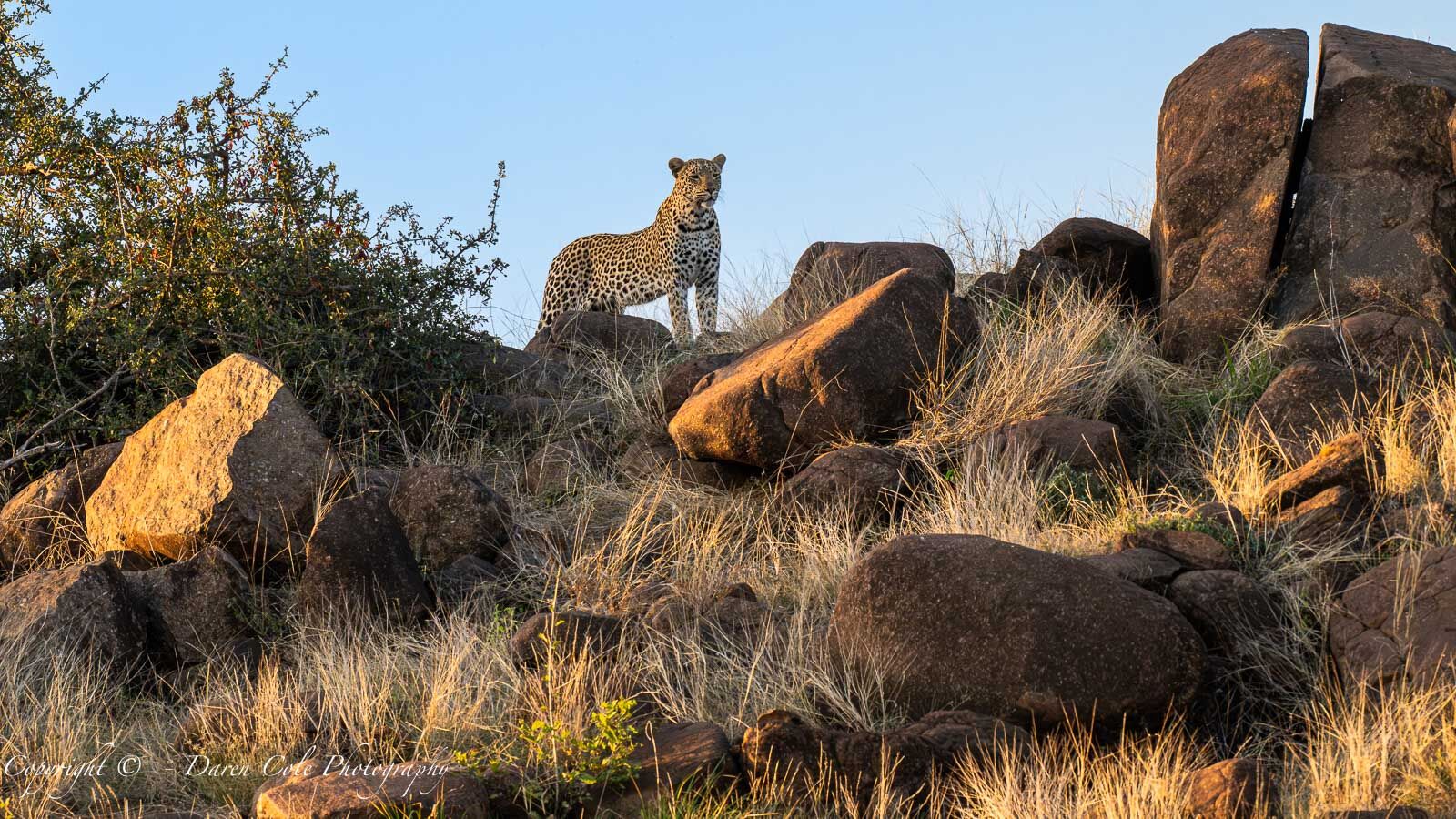 Leopard