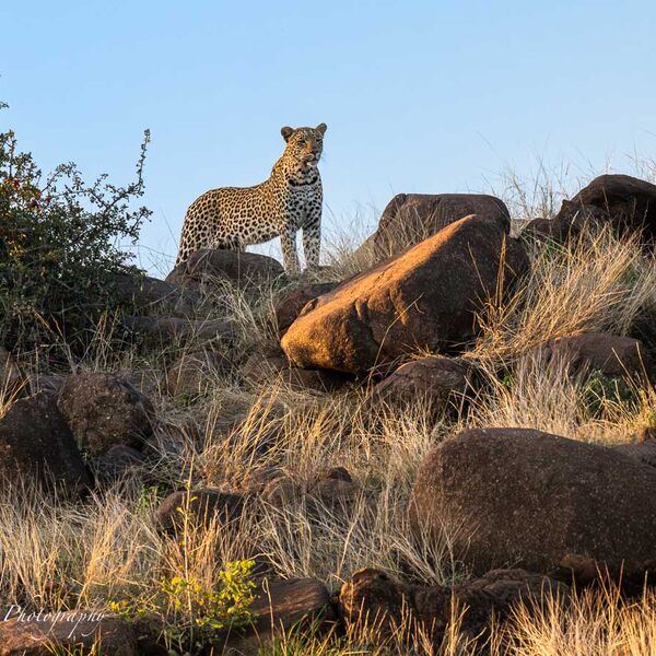 Leopard