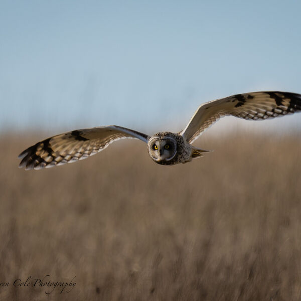 Short Eared Owl