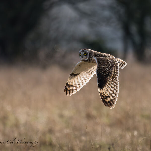 Short Eared Owl