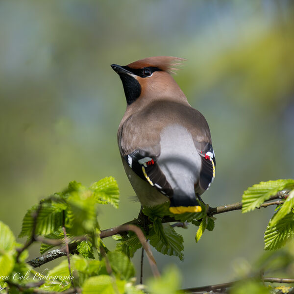 Waxwing in a tree