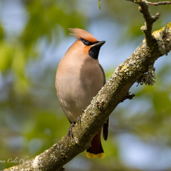 Waxwing in a tree