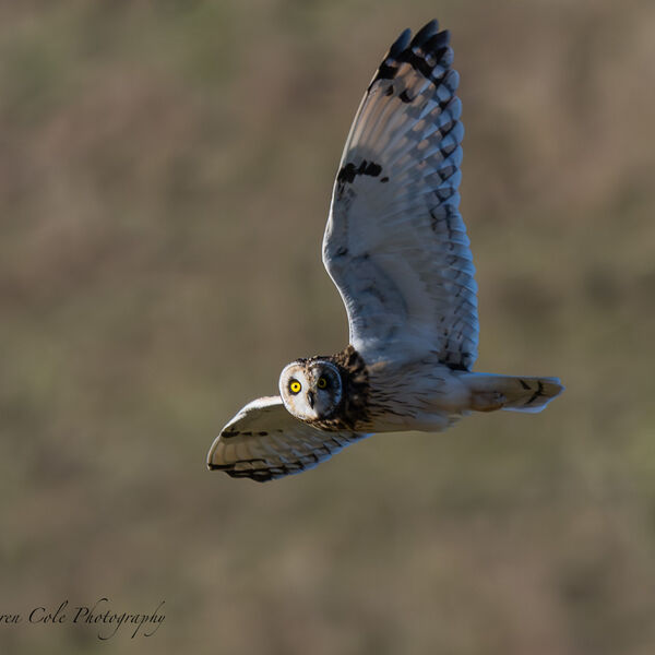 Short Eared Owl looking at the camera with a wing raised as if waving