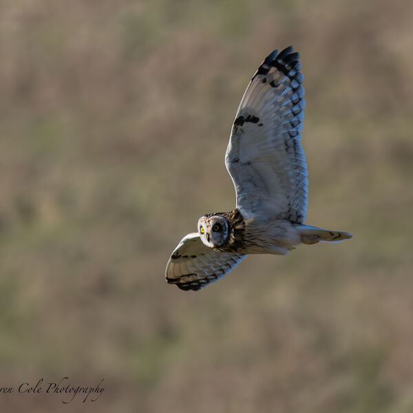 Short Eared Owl